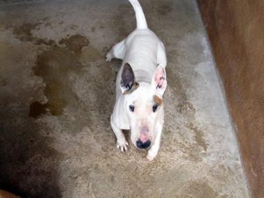 Bull terrier 11-02-16