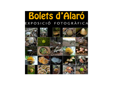 Programa d'actes i activitats a Algaida en el marc de la Diada de les Illes Balears