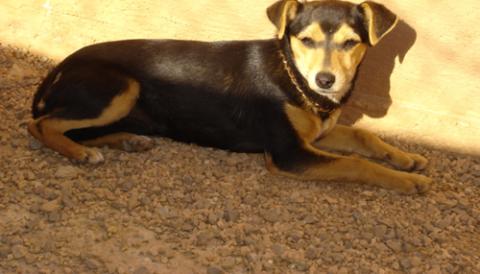 Cussa 11-04-08