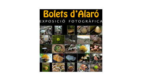 Programa d'actes i activitats a Algaida en el marc de la Diada de les Illes Balears